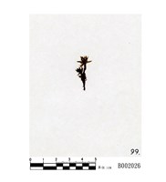 藏品(截葉真苔)的圖片